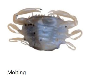 5cm/5pcs GULP! SALTWATER PEELER CRAB MOLTING