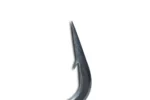CurveShank_Studio_1_a03aa182-cd30-411c-bbab-dc5193048382